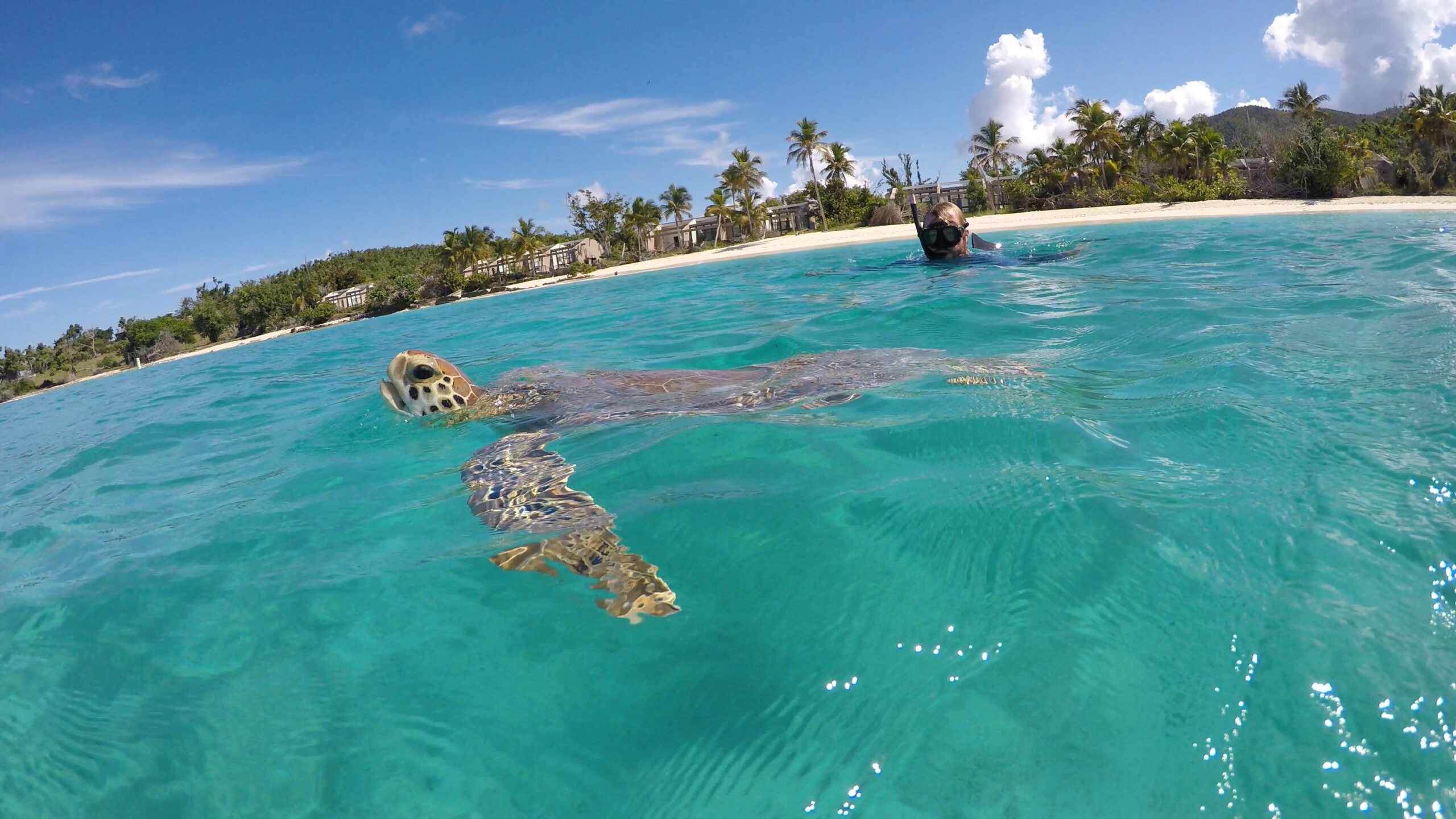 touching-sea-turtles-the-live-lost